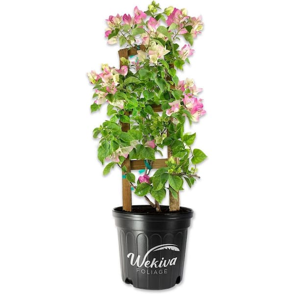 Wekiva Foliage Imperial Thai Delight Bougainvillea with Trellis-Live Plant in a 10 Inch Pot-Flowering Climber Trellis Support