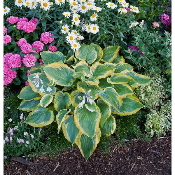 PROVEN WINNERS 0.65 Gal. Shadowland Seducer (Hosta) Live Plant, Green and Gold Foliage