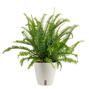 Grower's Choice Fern Indoor Plant in 6 in. Self-Watering Decor Pot, Avg. Shipping Height 1-2 ft. Tall