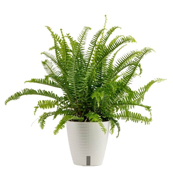 Costa Farms Grower's Choice Fern Indoor Plant in 6 in. Self-Watering Decor Pot, Avg. Shipping Height 1-2 ft. Tall