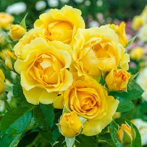 Julia Child Floribunda Rose, Dormant Bare Root Plant with Yellow Color Flowers (1-Pack)