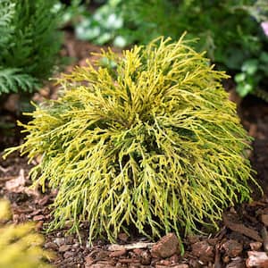 1 Gal. Sungold Cypress Shrub with Unique Finely Textured Yellow Foliage