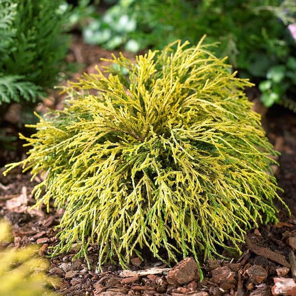 Online Orchards 1 Gal. Sungold Cypress Shrub with Unique Finely Textured Yellow Foliage