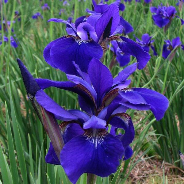 Unbranded Iris Siberica Caesar's Brother Bare Root Dormant Plants (10-Pack)