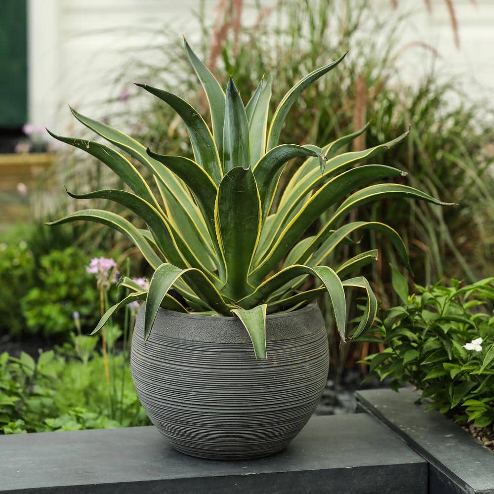 Rococo Radiance Weather-Resistant Gray MgO 12" Planter