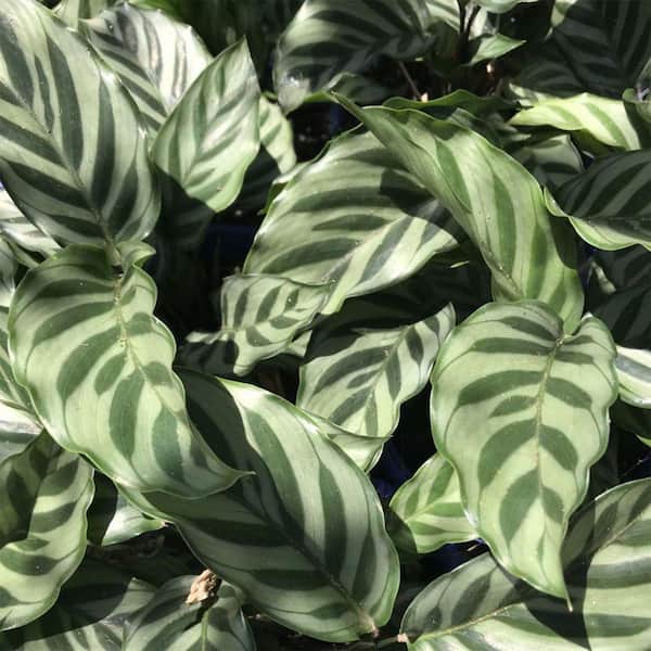 blühender efeu kaufen Strauch-Efeu kaufen | Hedera helix 'Arborescens'