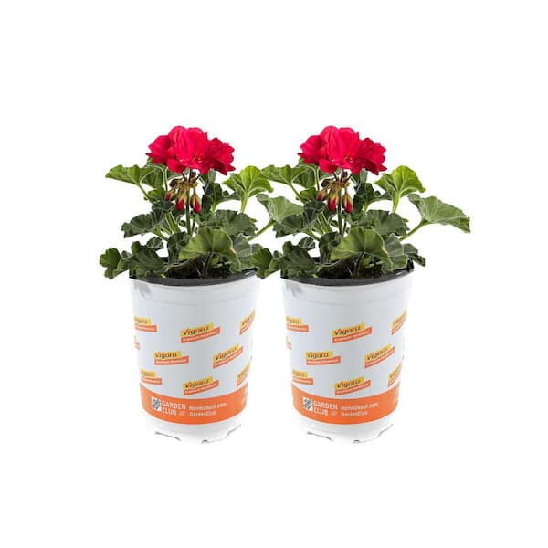 Vigoro 2.5 Qt. Crown of Thorns Plant Red Flowers in 6.33 In