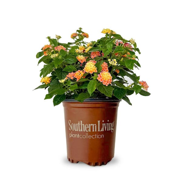 2.5 Qt. Little Lucky Peach Glow Lantana, Live Perennial Plant, Orange-peach to Yellow Bloom Clusters