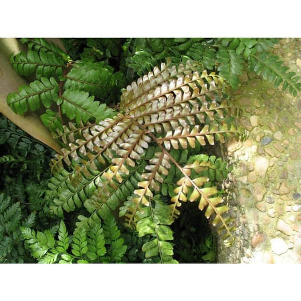 Mahogany Fern-Live Plant in a 4 Inch Grower's Pot-Didymochlaena Truncatula-Easy Care Textured Ferns from Florida