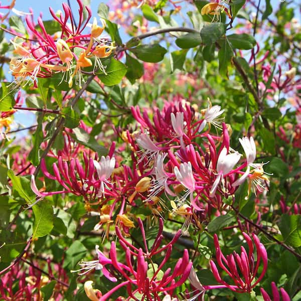 DIY Pipe Cleaners Kit - Honeysuckle Flower