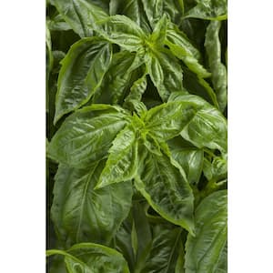 4.25 in. Eco+Grande, Amazel Basil (Ocimum) Live Plant, Green Edible Foliage (4-Pack)
