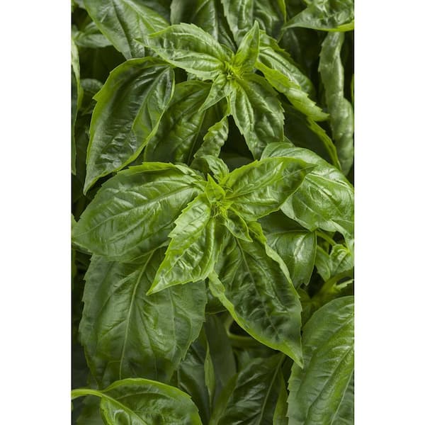 PROVEN WINNERS 4.25 in. Eco+Grande, Amazel Basil (Ocimum) Live Plant, Green Edible Foliage (4-Pack)