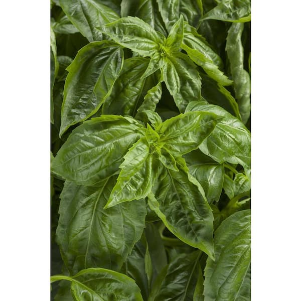 PROVEN WINNERS 4.25 in. Eco Grande Amazel Basil Ocimum Live