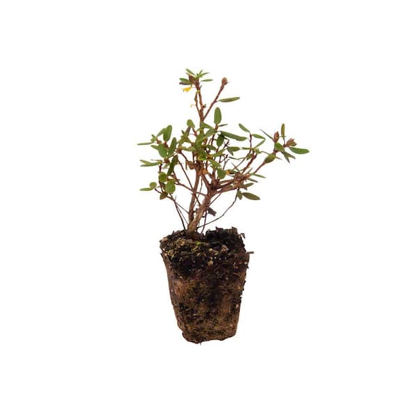 DIRECT GARDENING 1 Gal. Pot, P. J. Mezitt Elite Star Purple Flowering  Rhododendron Broadleaf Evergreen Shrub (1-Pack) 96188 - The Home Depot