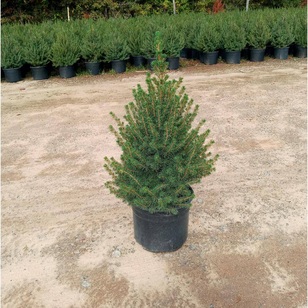 3 Gal. Dwarf Alberta Spruce Evergreen (Picea Conica) for Living Holiday Tree, Maintenance-Free, Slow-Growing Pyramidal price history on PriceWatchPro