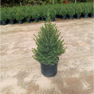 3 Gal. Dwarf Alberta Spruce Evergreen (Picea Conica) for Living Holiday Tree, Maintenance-Free, Slow-Growing Pyramidal