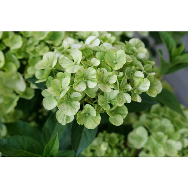 Proven Winners 1 gal. Fairytrail Green Cascade Hydrangea