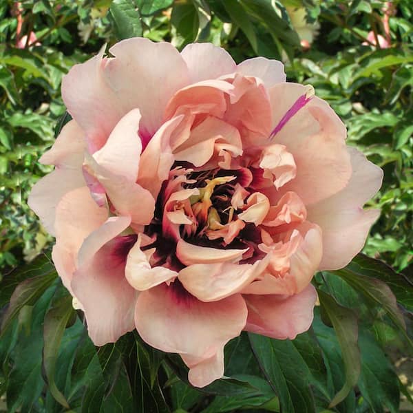 1 Gal. Pot, Oochigeas Itoh Peony Potted Flowering Perennial Plant (1-Pack)