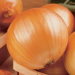 TX 1015-Y Supersweet Onion Plants Live Bareroot Vegetable Plants (2-Bunches)