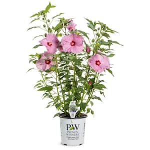 2 Gal. Summerific 'Lilac Crush' Rose Mallow (Hibiscus Hybrid), Live Perennial Plant, with Purple Flowers