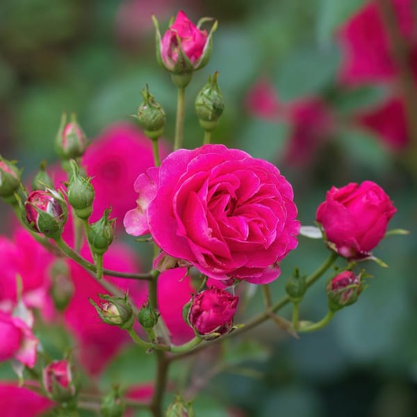 national PLANT NETWORK 2.5 in. Rose Miniature Sunblaze Dragon