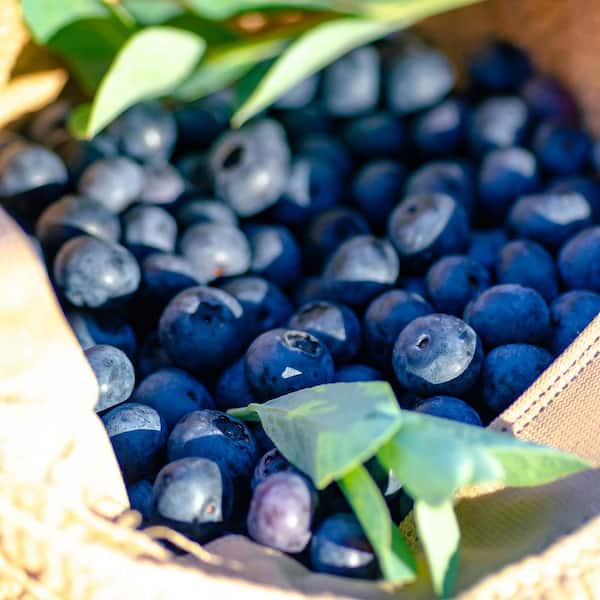 2 Gal. Takes The Cake Blueberry (Rabbiteye) Bush - Fruit-Bearing Shrub