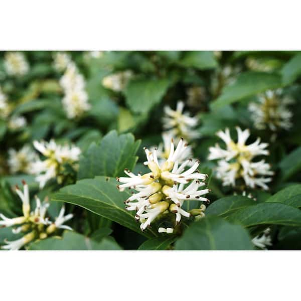 BELL NURSERY 4 in. Pachysandra Live Perennial Groundcover Plant (6-Pack)