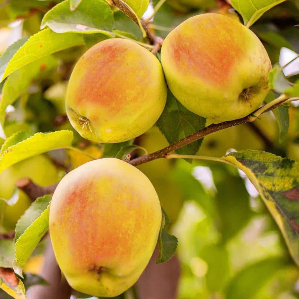 5 gal. Candy Crisp Apple Tree
