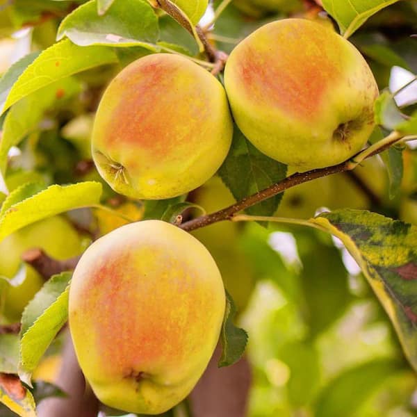 Unbranded 5 gal. Candy Crisp Apple Tree