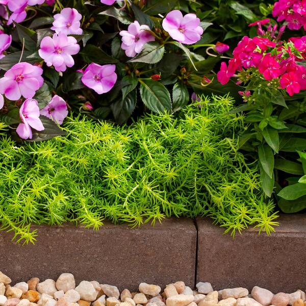 METROLINA GREENHOUSES #4 1 Pt. Angelina Yellow Sedum Ground