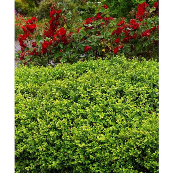 ALTMAN PLANTS Japanese Boxwood Plant (Buxus Japonica), Fast
