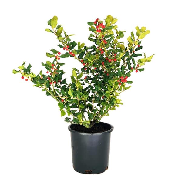 Unbranded 2.5 QT China Girl Holly (Ilex x meserveae Mesog China Girl) Evergreen Shrub 1-Each