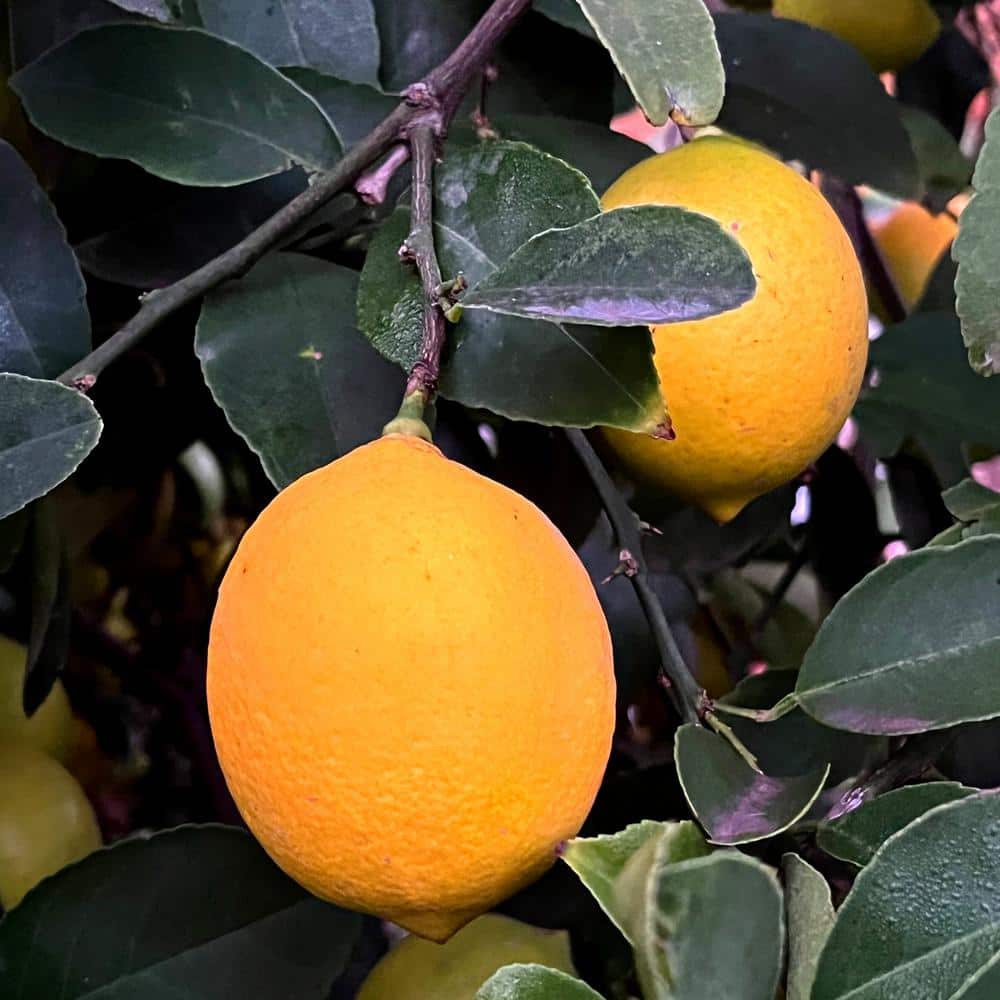 Save on Wonderful Lemons Seedless Order Online Delivery
