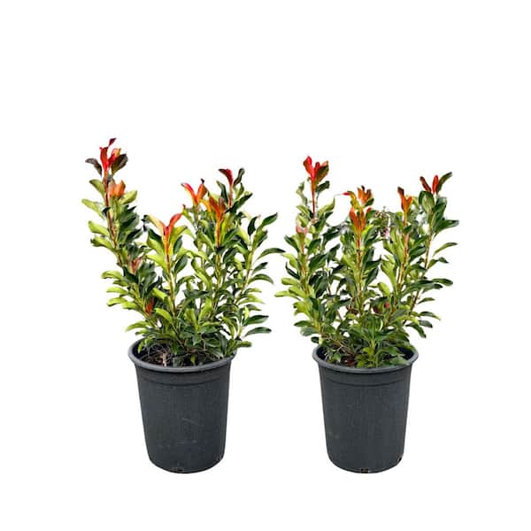 philodendron pflanzen Philodendron fibraecataphyllum – Foliage Factory