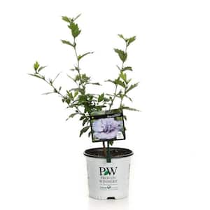 1 Gal. Blue Chiffon Rose of Sharon (Hibiscus) Live Shrub, Blue Flowers