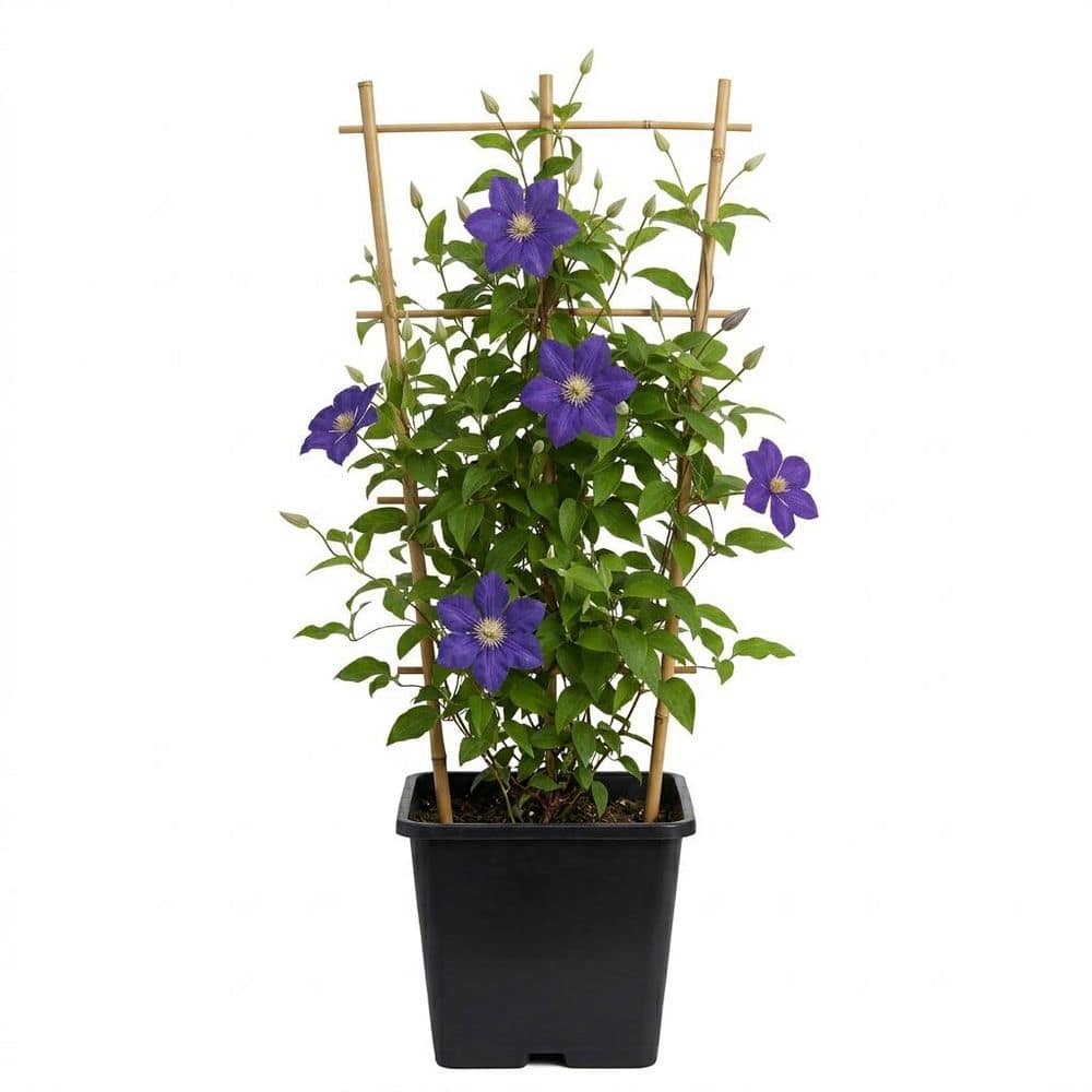 Bell Nursery 2 Gal. Polish Spirit Clematis Live Flowering Perennial