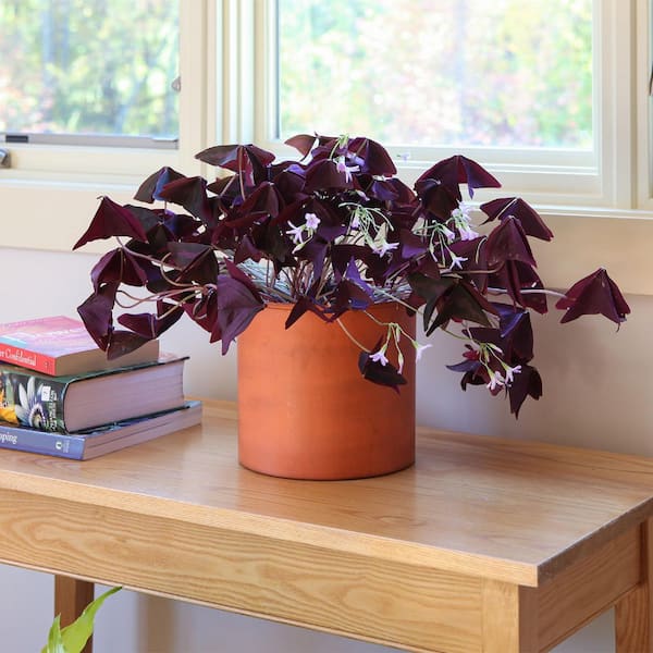 Achla Designs 8 in. W Cylinder Burnt Sienna Galvanized Steel Planter Pot, Indoor Outdoor Use, Garden Accent