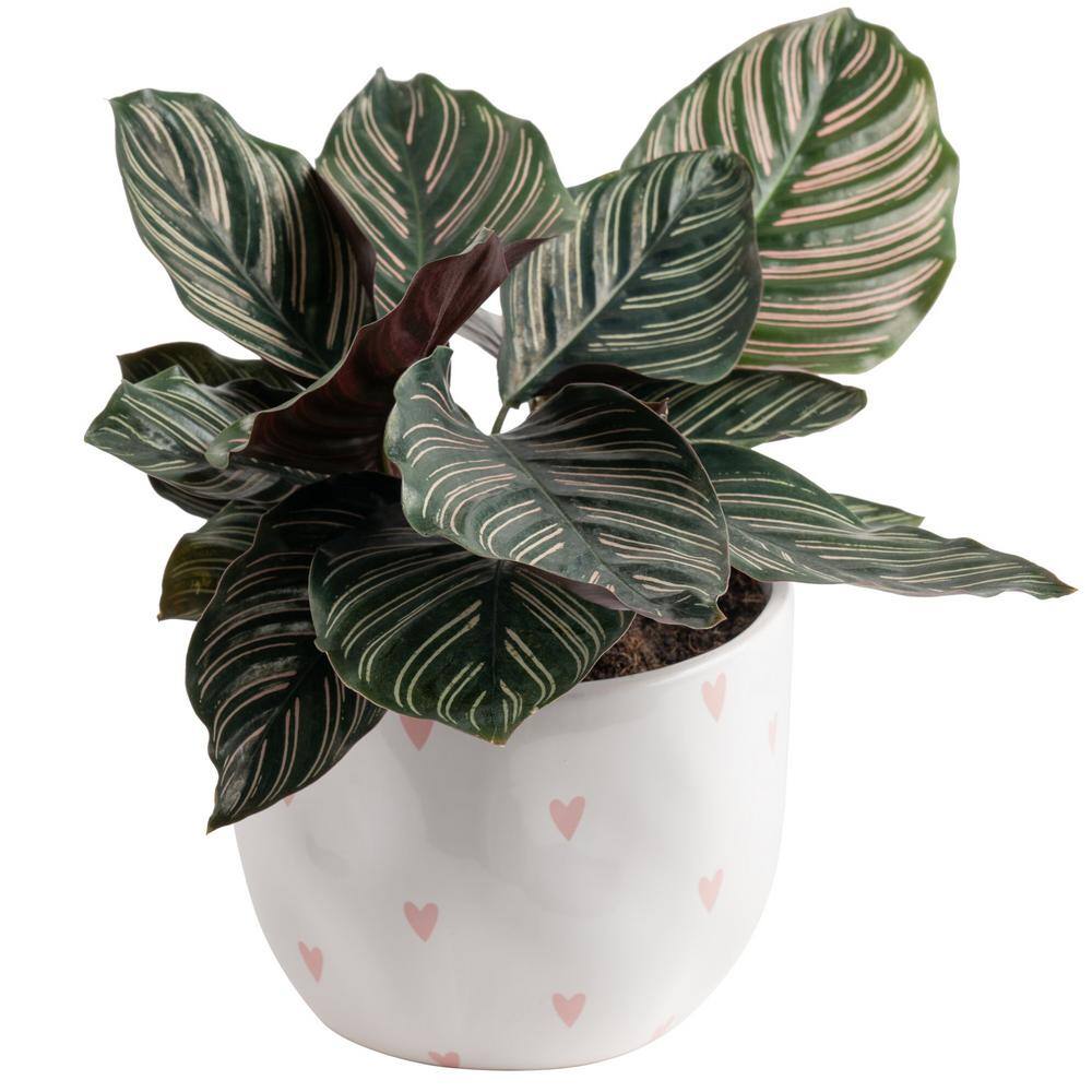 Grower's Choice Calathea Indoor Plant in 6 in. Decor Planter, Average Shipping Height 10 in. Tall price history on PriceWatchPro