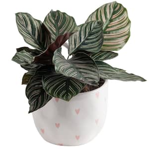 Grower's Choice Calathea Indoor Plant in 6 in. Decor Planter, Average Shipping Height 10 in. Tall