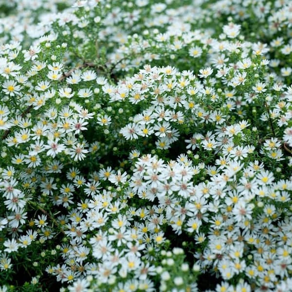 Spring Hill Nurseries 3 in. Pot Bridal Veil Aster Live Deciduous Plant White Flowering Perennial (1-Pack)