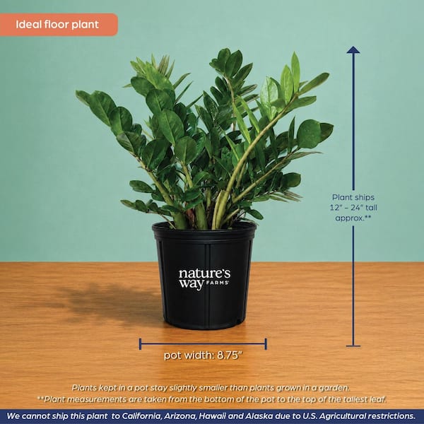 NATURE'S WAY FARMS 1.72 Gal. ZZ Plant Indoor Tropical Houseplant