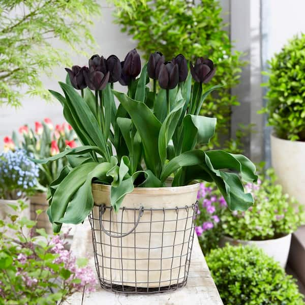 Garden State Bulb Hybrid Black Nightmare Tulip Bulbs, Limited