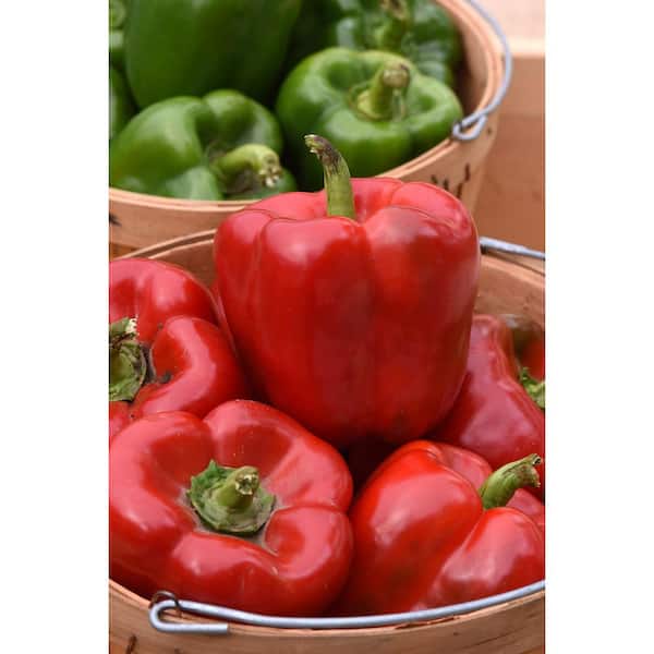 Burpee 3.5 in. Burpee Peppers Potted Red Standard II FG00095016