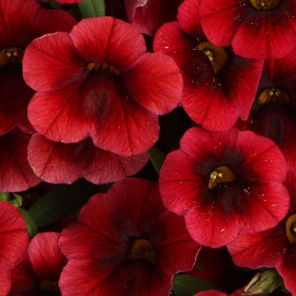 PROVEN WINNERS Superbells Pomegranate Punch (Calibrachoa) Live Plant, Deep Red Flowers, 4.25 in. Grande