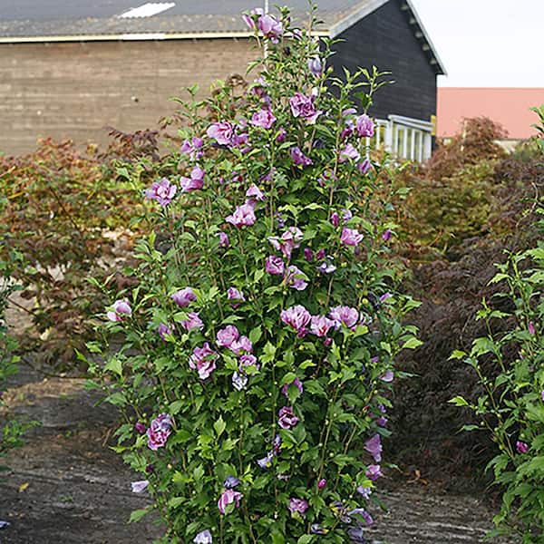 PROVEN WINNERS 2 Gal. Purple Pillar Rose of Sharon (Hibiscus) Plant with  Purple Flowers 14762 - The Home Depot