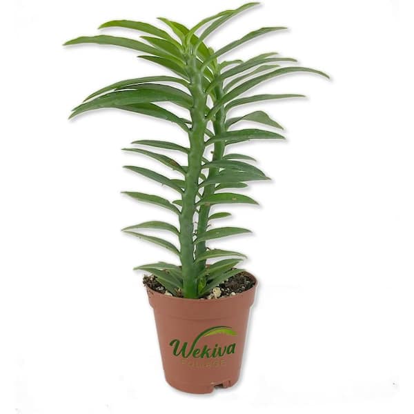 Wekiva Foliage 2 in. Devil's Backbone - Live Plant - Pedilanthus Tithymaloides - Rare Cactus Succulent from Florida in Pot