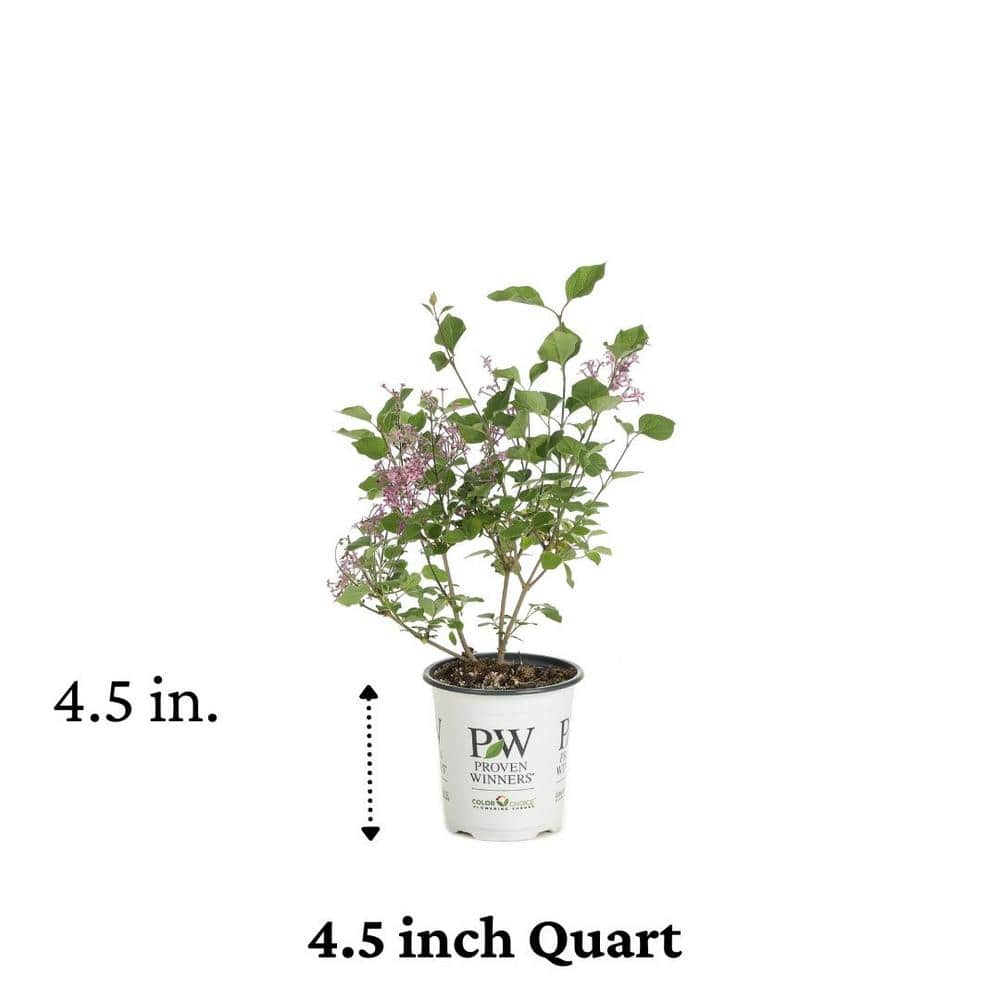 4.5 in. Dark Purple Reblooming Lilac Live Shrub
