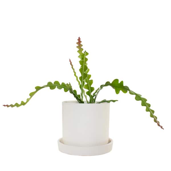 national PLANT NETWORK 7 in. Cream Planter w/Saucer and a 6 in. Zig Zag Cactus - 1 Piece