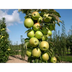 Golden Sentinel Limbless Apple Tree (Bare-Root, 2 ft. to 3 ft. Tall, 2-Years Old)