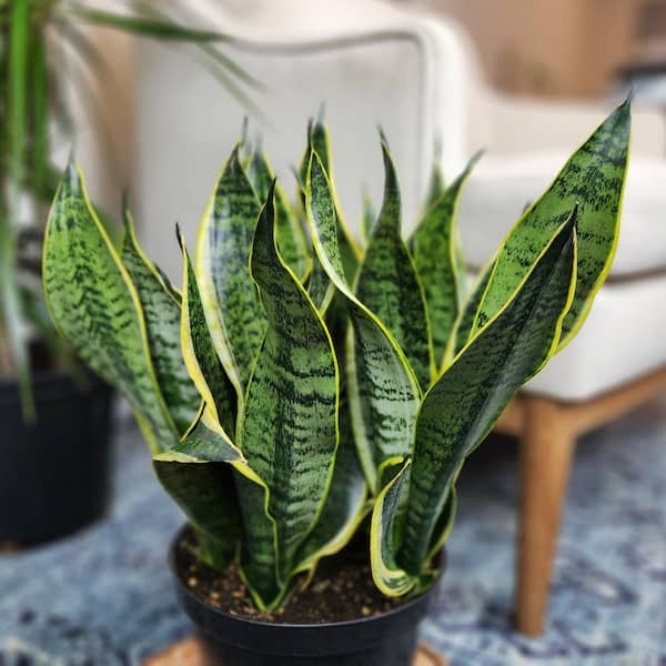 ALTMAN PLANTS Variegated Live Snake Plant, Drought Tolerant Indoor Plants,  Easy Care, Low Maintenance Succulent Houseplant, 8 in. Pot 0872821